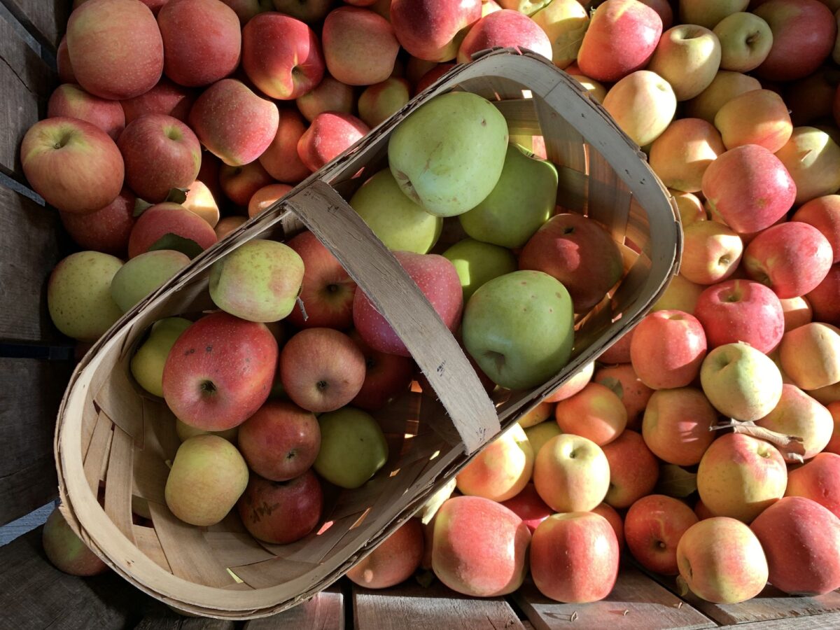 Ultimate Guide to Apple Orchards in Hendersonville, NC + Map (2024