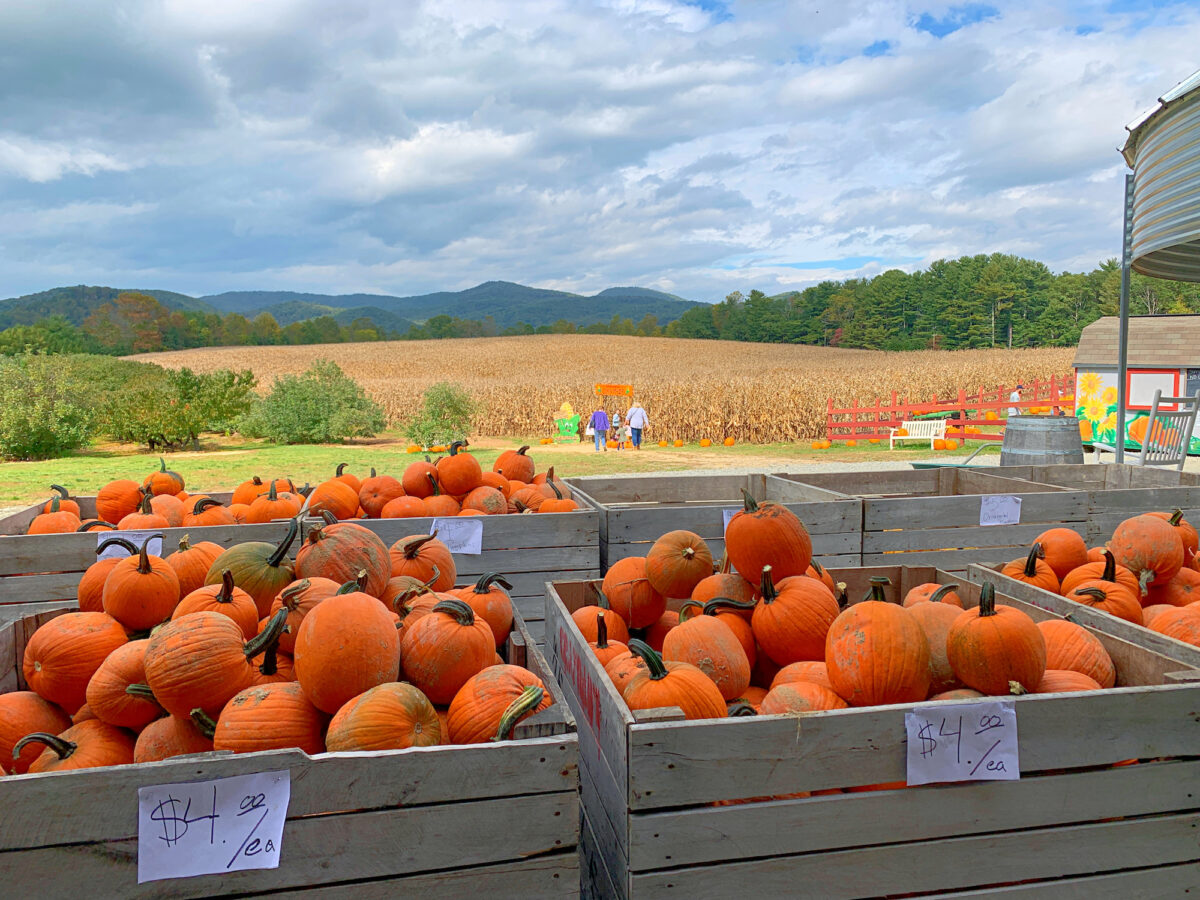 Ultimate Guide to Apple Orchards in Hendersonville, NC + Map (2024