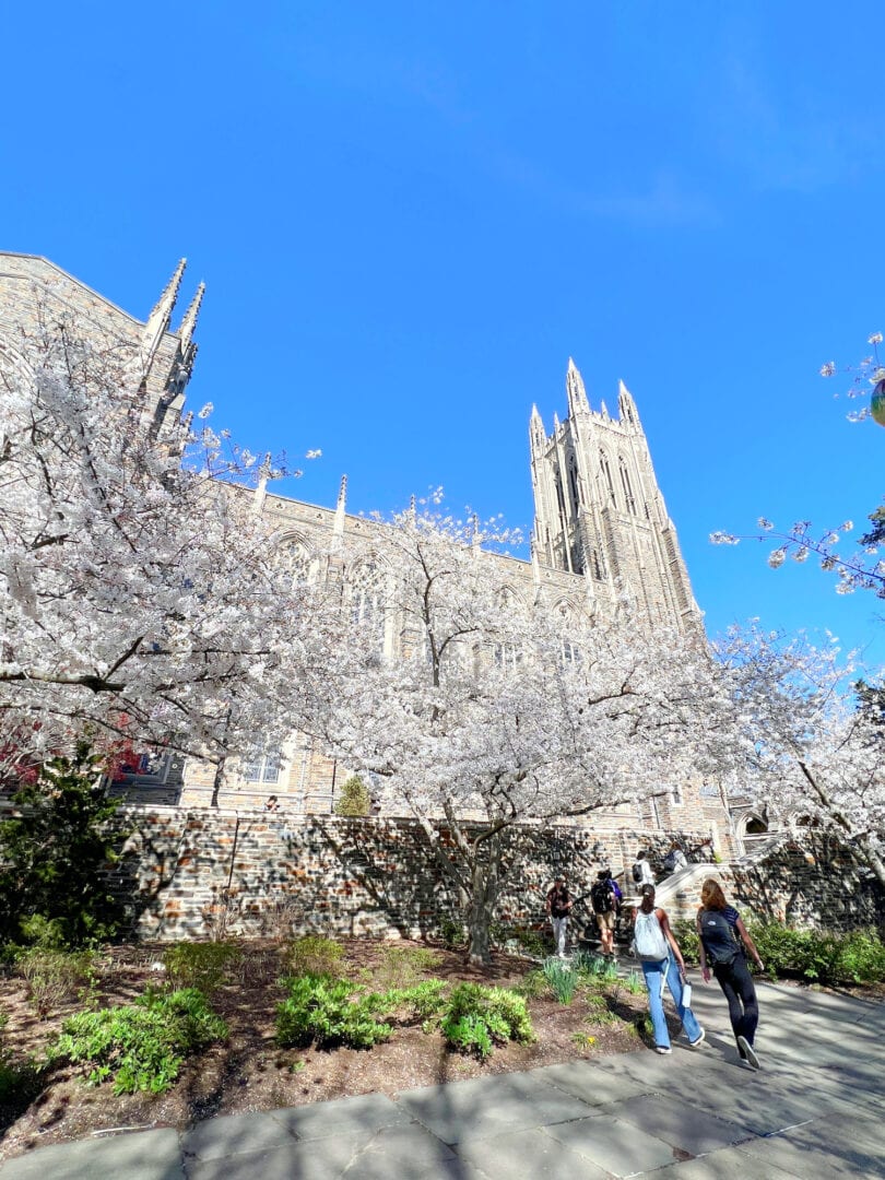 Visiting Duke University A Perfect Day Trip Kim And Carrie   Duke Chapel With Cherry Blossom Trees 810x1080 