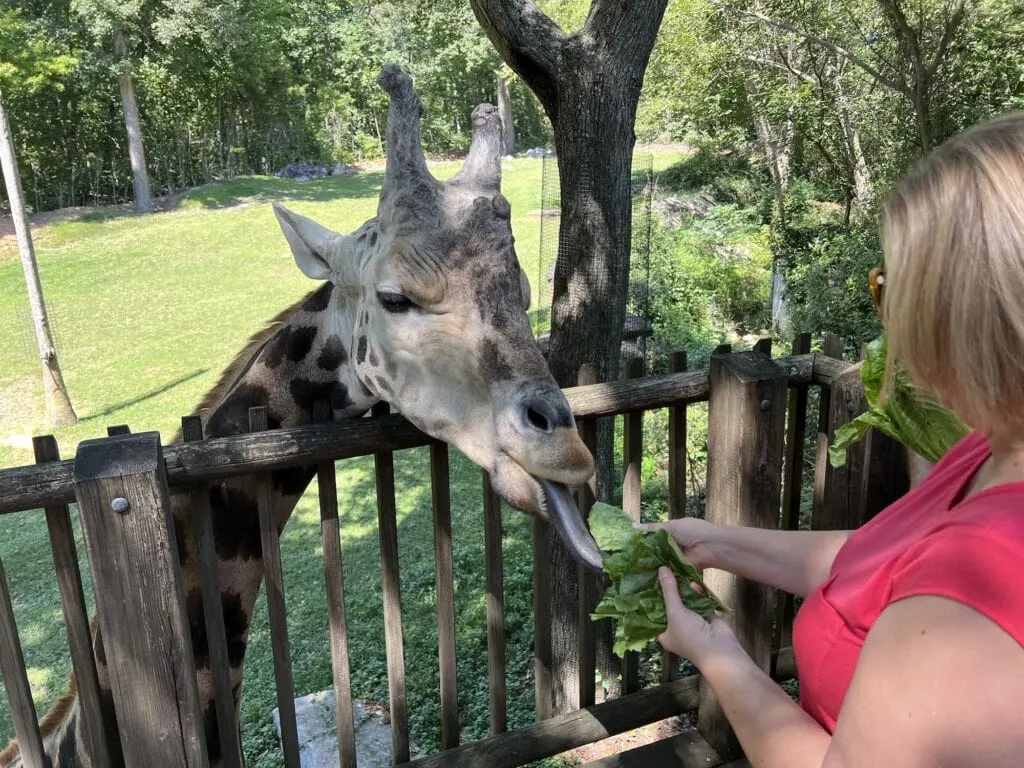 A woman enjoying one of the exciting things to do in Asheboro - feeding a giraffe.