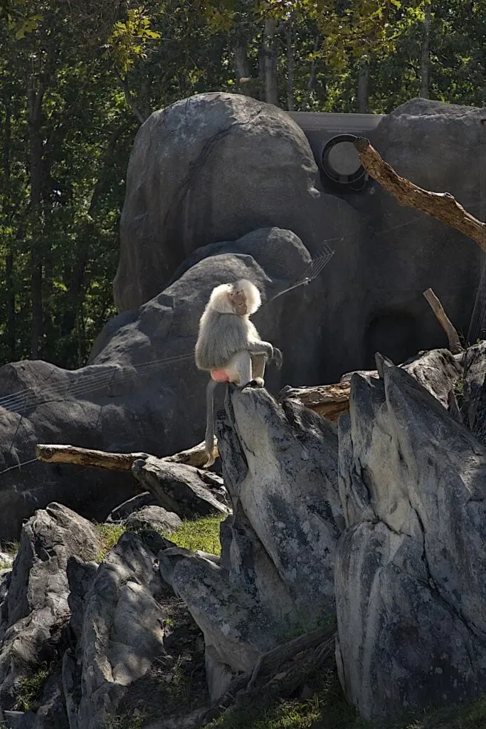 A monkey sitting on a rock in a zoo, one of the fascinating things to do in Asheboro.