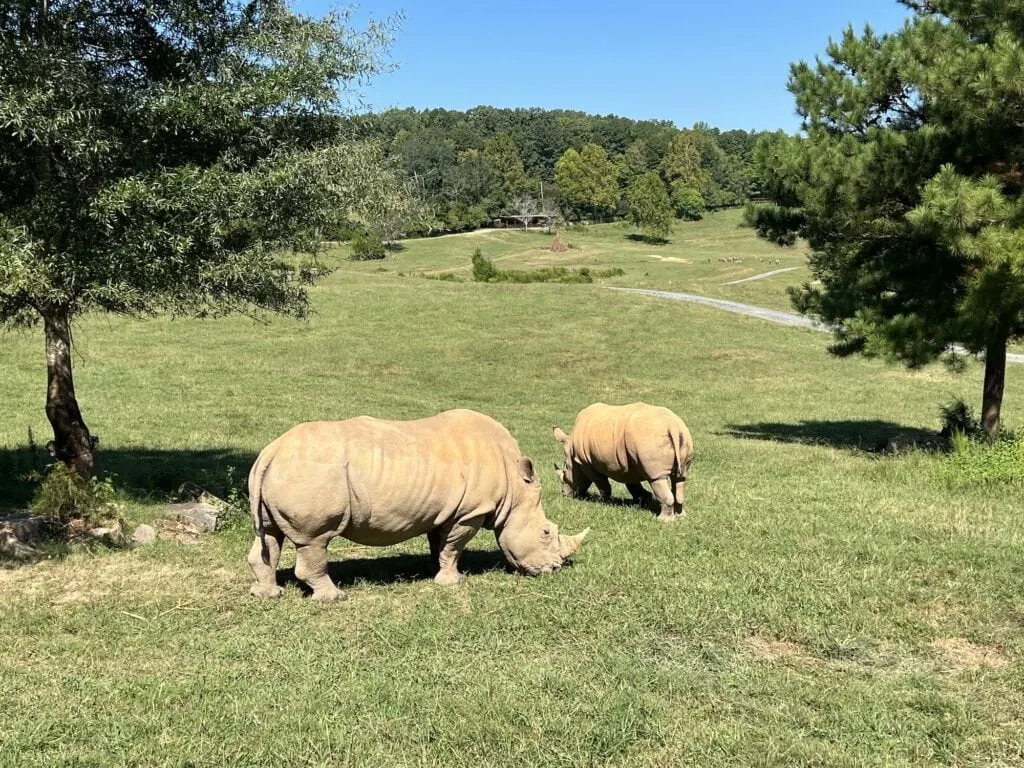 Two rhinos grazing in a grassy field, providing a unique wildlife encounter among the many things to do in Asheboro.